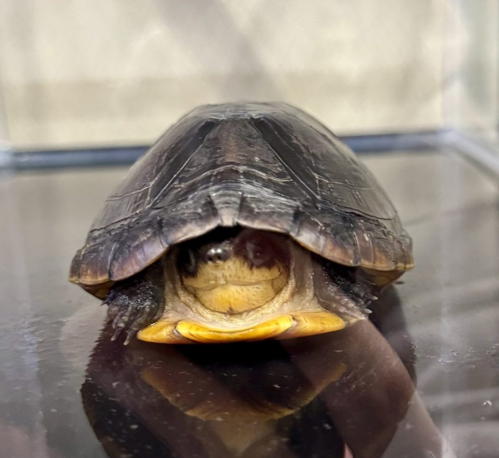 k-slashの水棲ガメ - レプタイルショップ∞K-slash