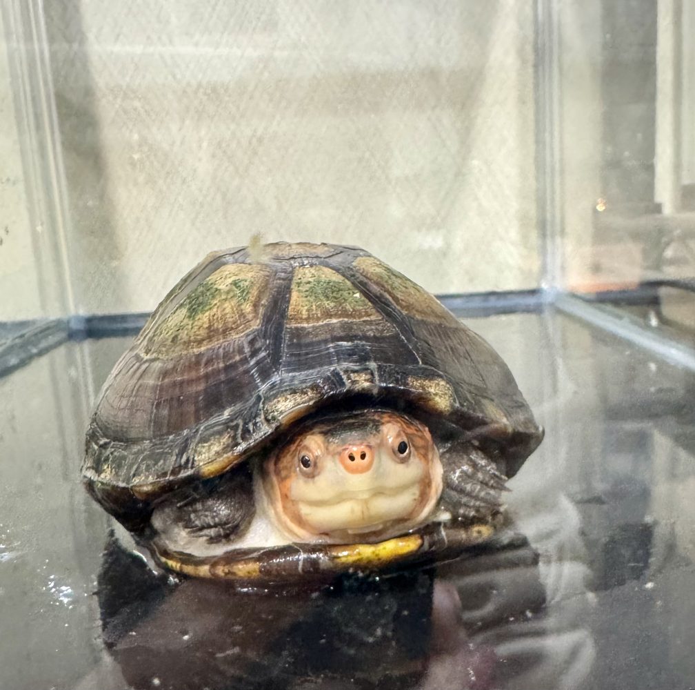 k-slashの水棲ガメ - レプタイルショップ∞K-slash