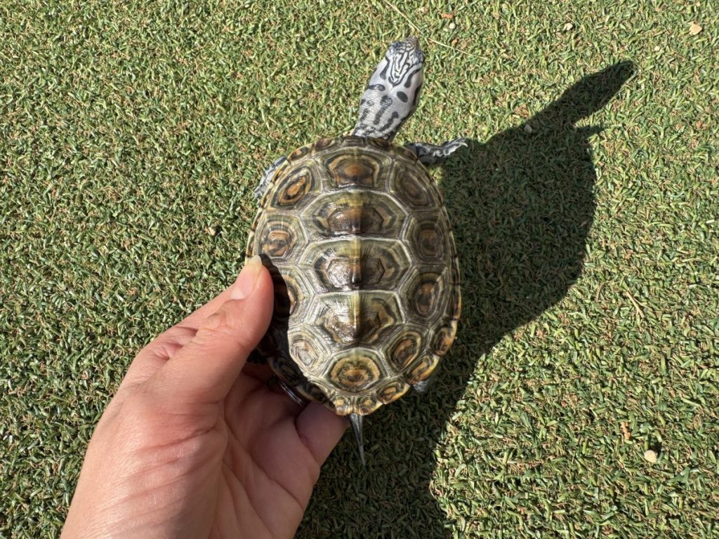 黒曜石メキシコオパール　亀大型 黒曜石メキシコオパール亀大型