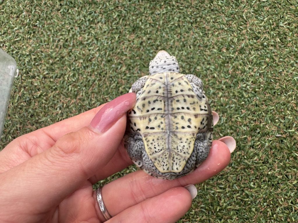 【みどりがめ】 ミドリガメの幼亀 里親募集」香川県 - 爬虫類・他の里親募集