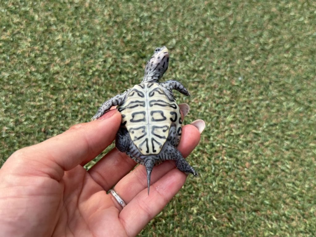 【みどりがめ】 中古車 カワサキ Ninja ZX－25R SE KRT