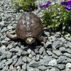 【要注意】カメのクル病の症状とは？初心者が知るべき原因と対策