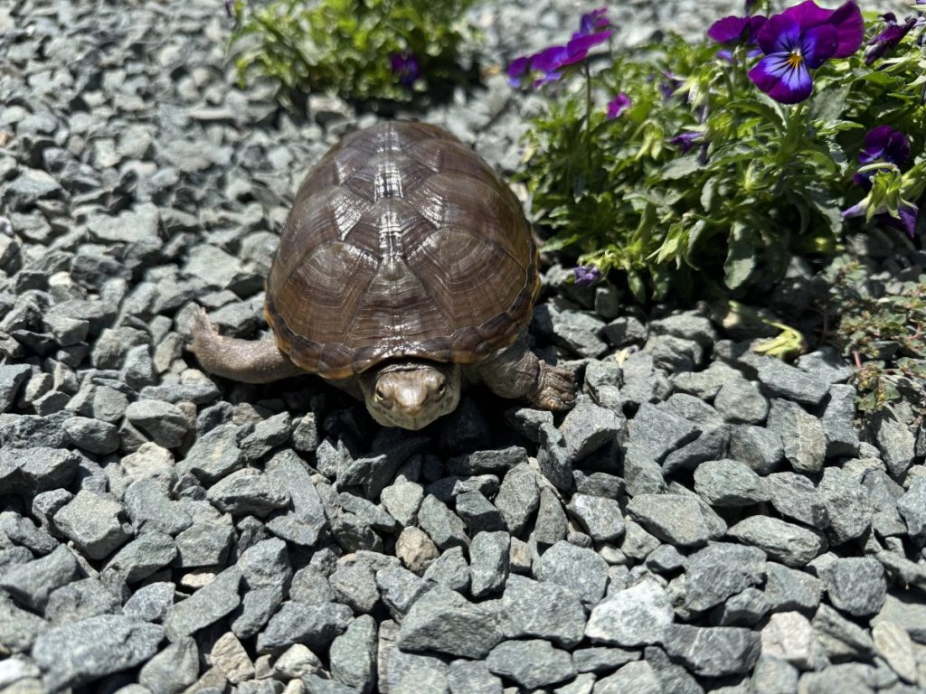 【要注意】カメのクル病の症状とは?初心者が知るべき原因と対策