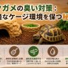 カメが臭い原因とは？亀専門店が教える効果的な臭い対策